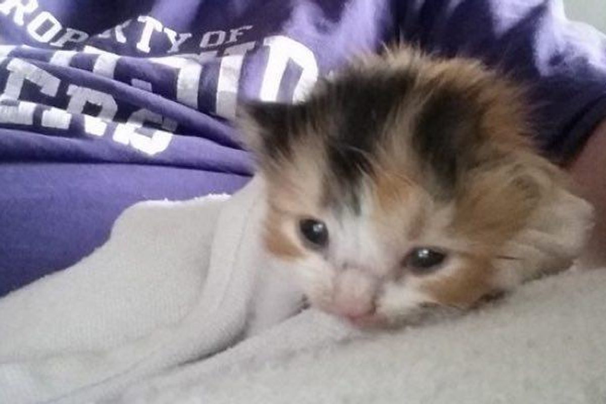 Man Refuses to Give Up Looking for Crying Kitten, After Days of Searching…