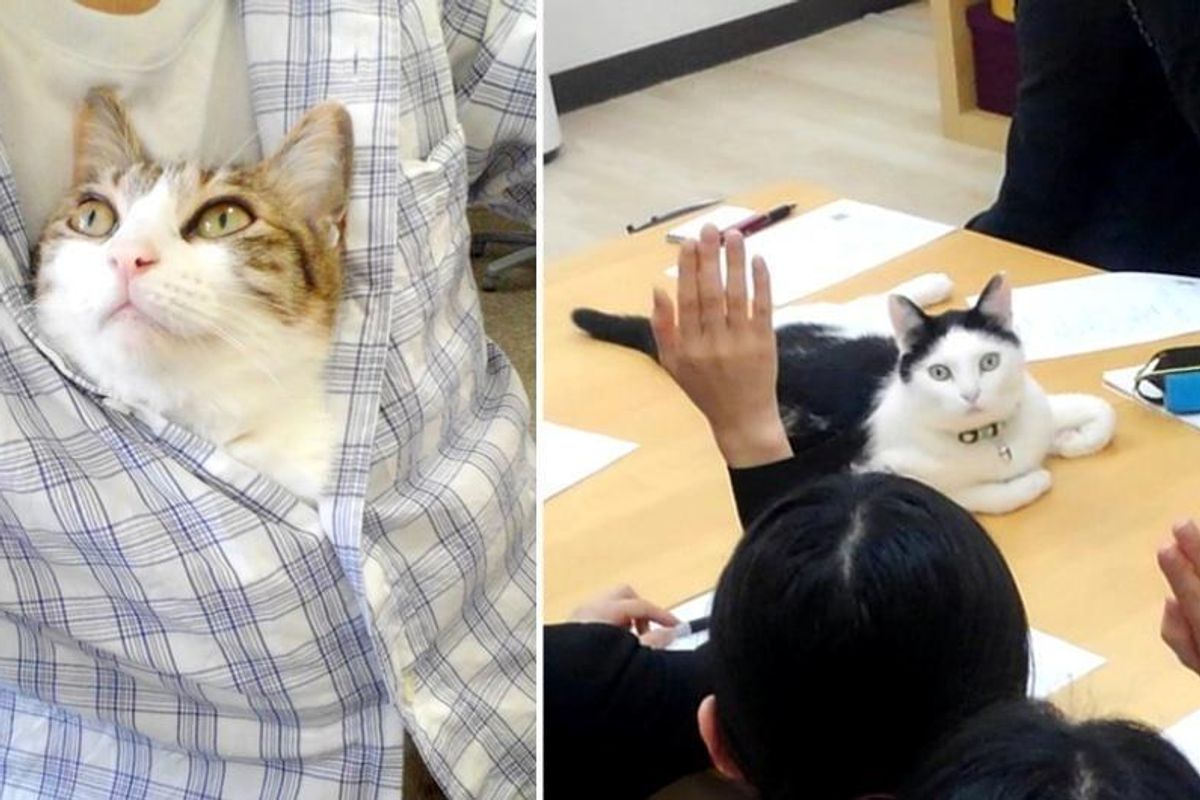 This Company Pays Their Employees for Every Cat They Rescue...
