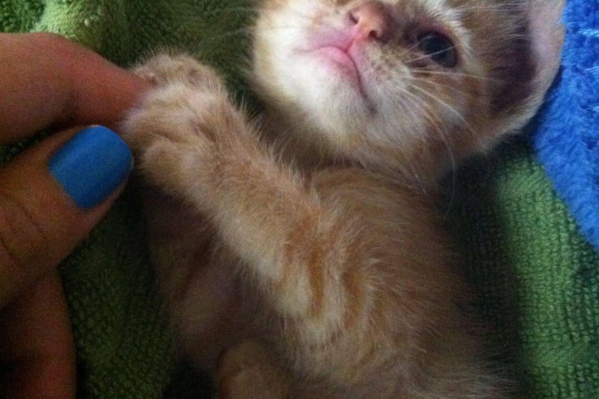 Kitten Lived in a Tree Log Finds Her Forever Human and Won't Let Go...