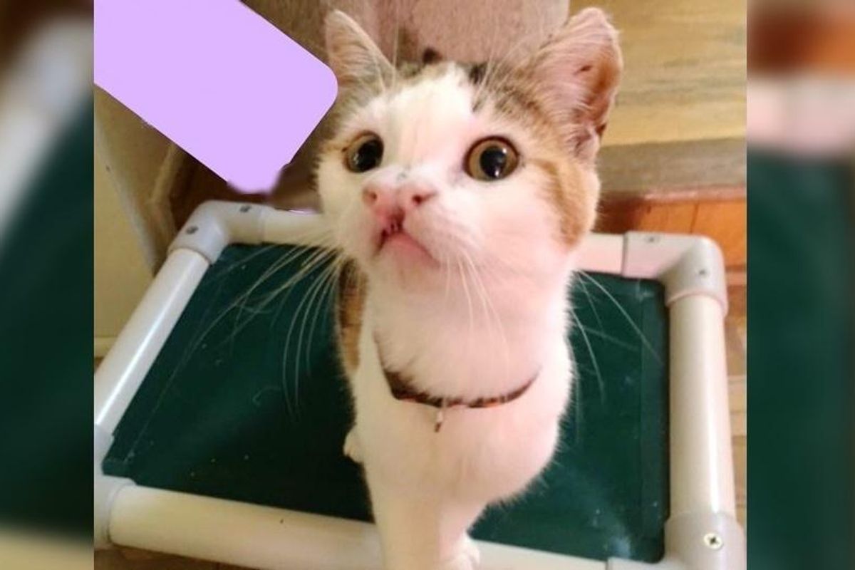 They Rescue Cat Born Special While Others Decide to Give Up...