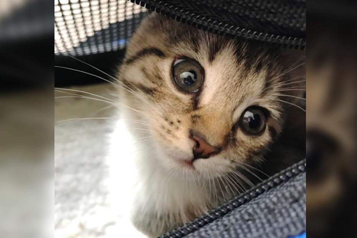 Woman Adopts 17 Year Old Neglected Cat and Goes Back to Find Her a Friend...