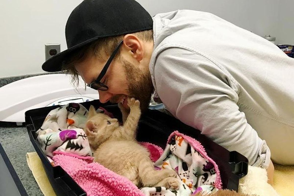 Paralyzed Kitten Surprises Everyone When She Regains Mobility After Vets Said She Would Never Recover.