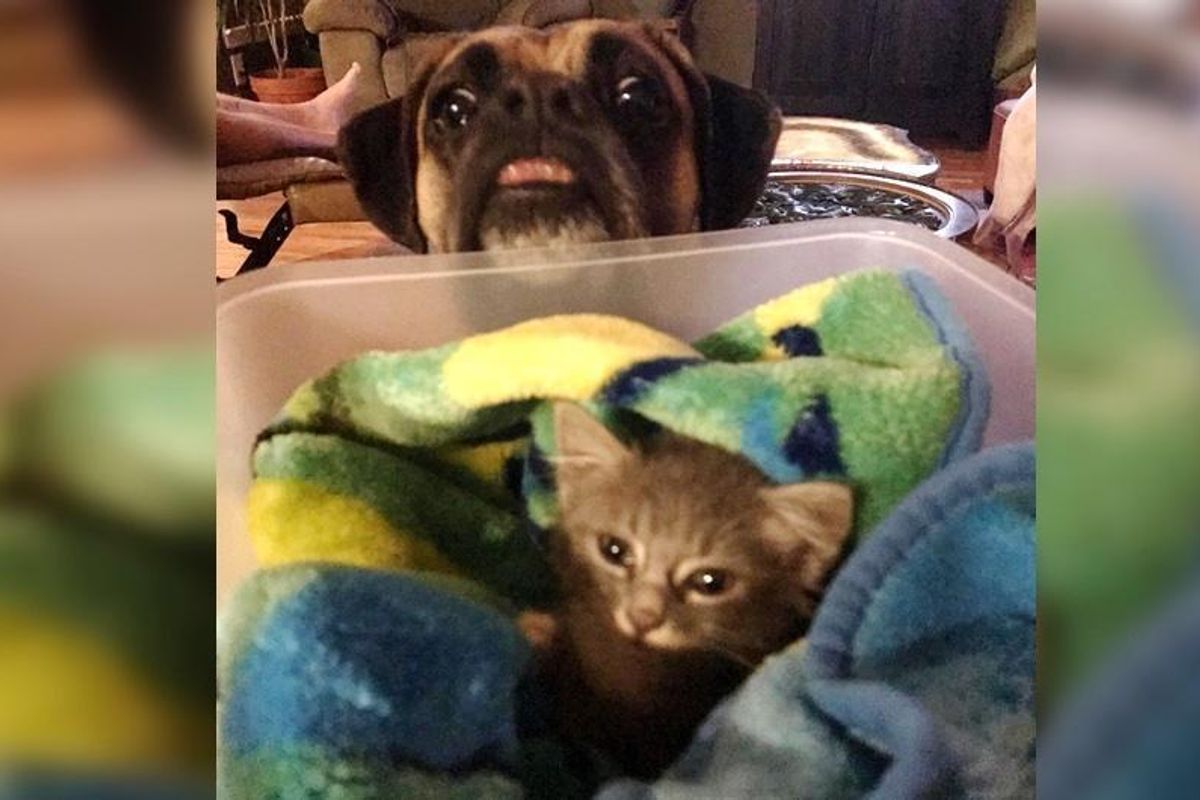 Man Saves Kitten from Car Engine, His Boxer Refuses to Leave His Side...