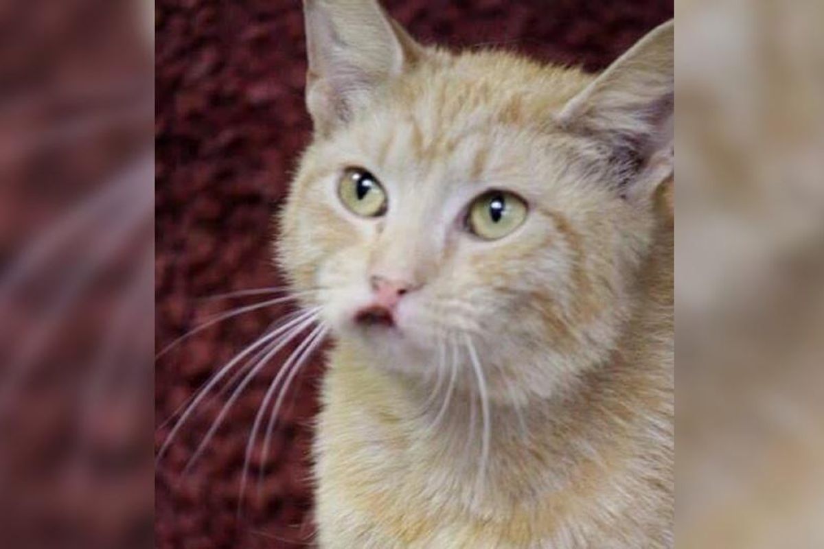 Woman Takes a Chance on Cat Who Couldn't Find Home Because She's Special...