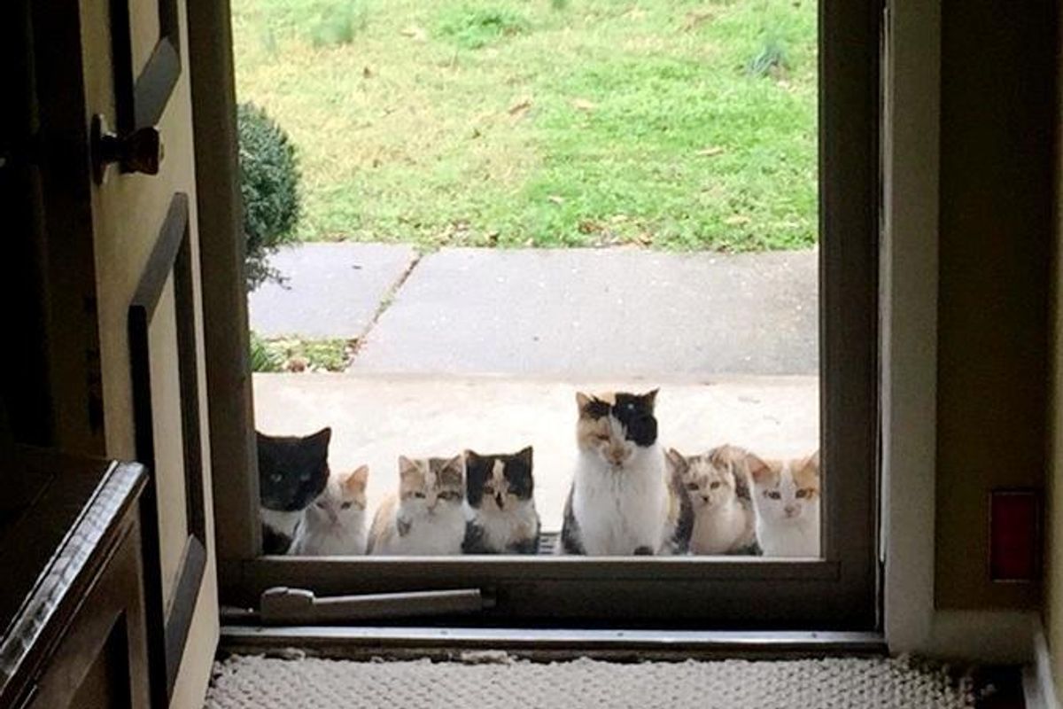 Cat Lovers Give Stray Cats Food, the Kitties Bring Their Fur Family to Their Porch... (More Photos)