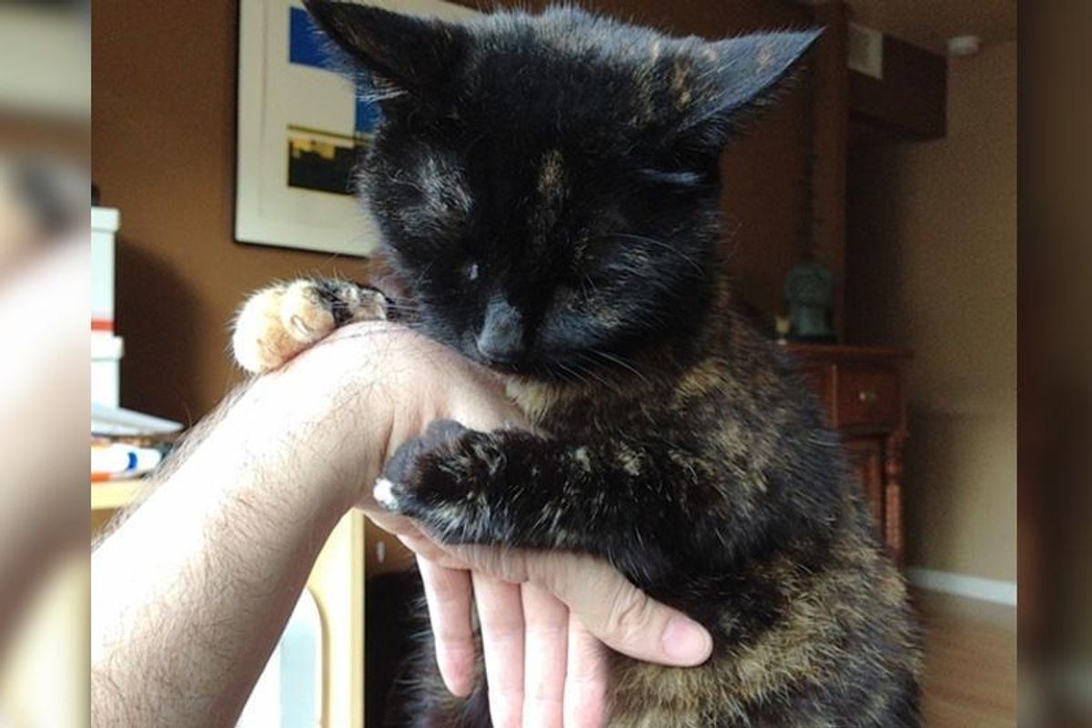 Five Years Ago Stray Cat Asked Man for Food and Became His Lifelong Cuddlebug..