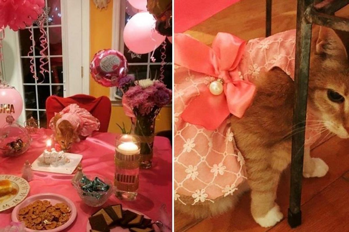 Family Gives Their Cat a Surprise Quinceañera to Celebrate Her 15th Birthday...