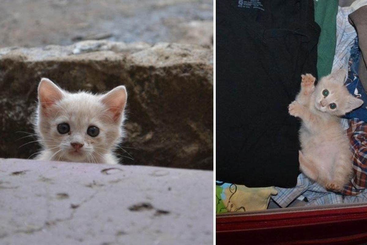 Stray Kitten Follows Man Home and Decides to Stay, Now Four Years Later…