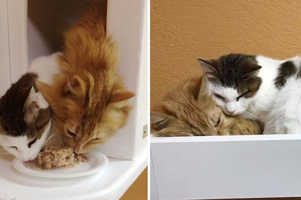 Two Cats Who Lived Rough Lives, Find Each Other at Shelter, Something Beautiful Happens..