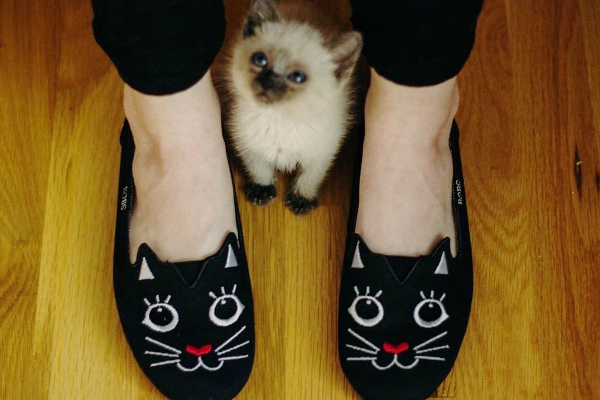 Stray Kitten Rescued Off Streets, Feels Love for the First Time, The Difference in A Week...