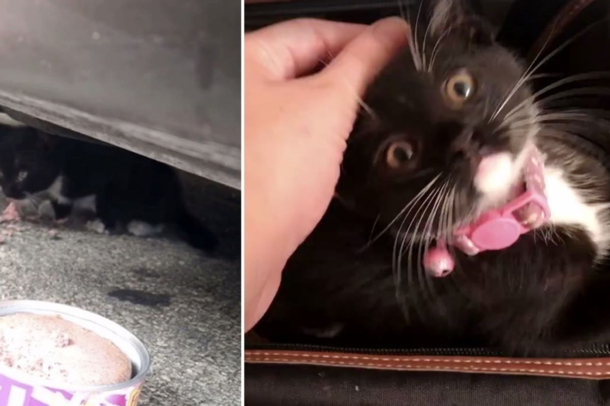 Couple Saves Growling Kitten and Shows Her Love, It Changes Everything...