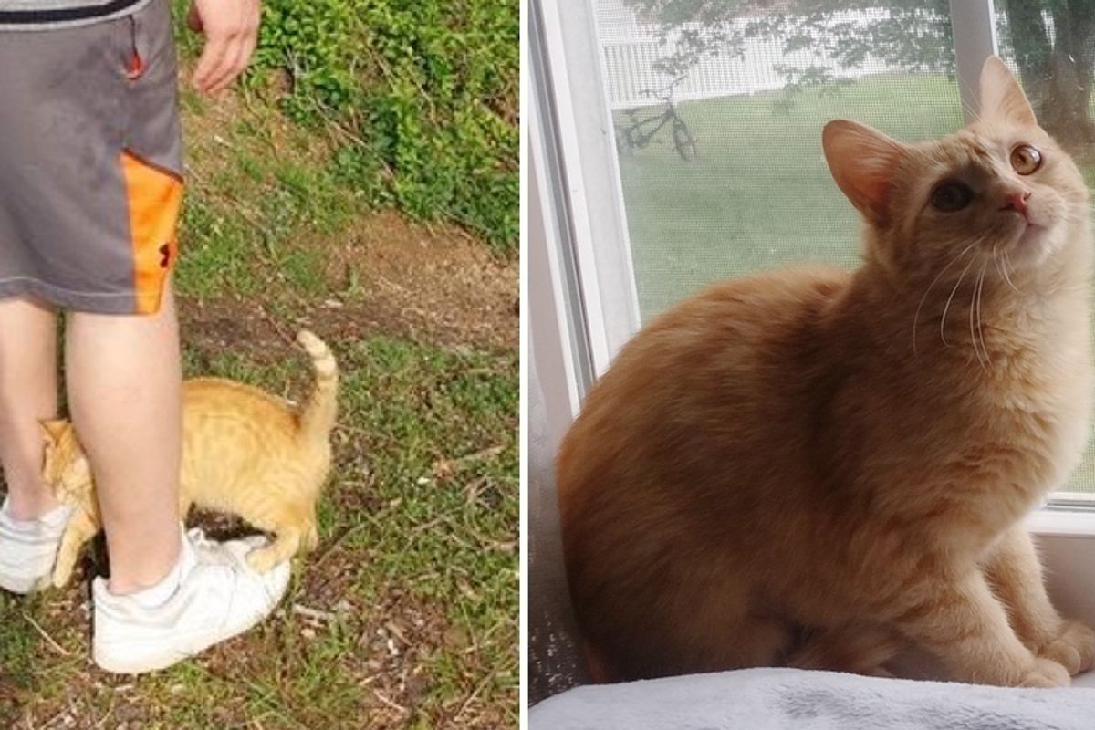 Pregnant Stray Cat Walks Up to Man, Clinging to Him and Asking for Love...