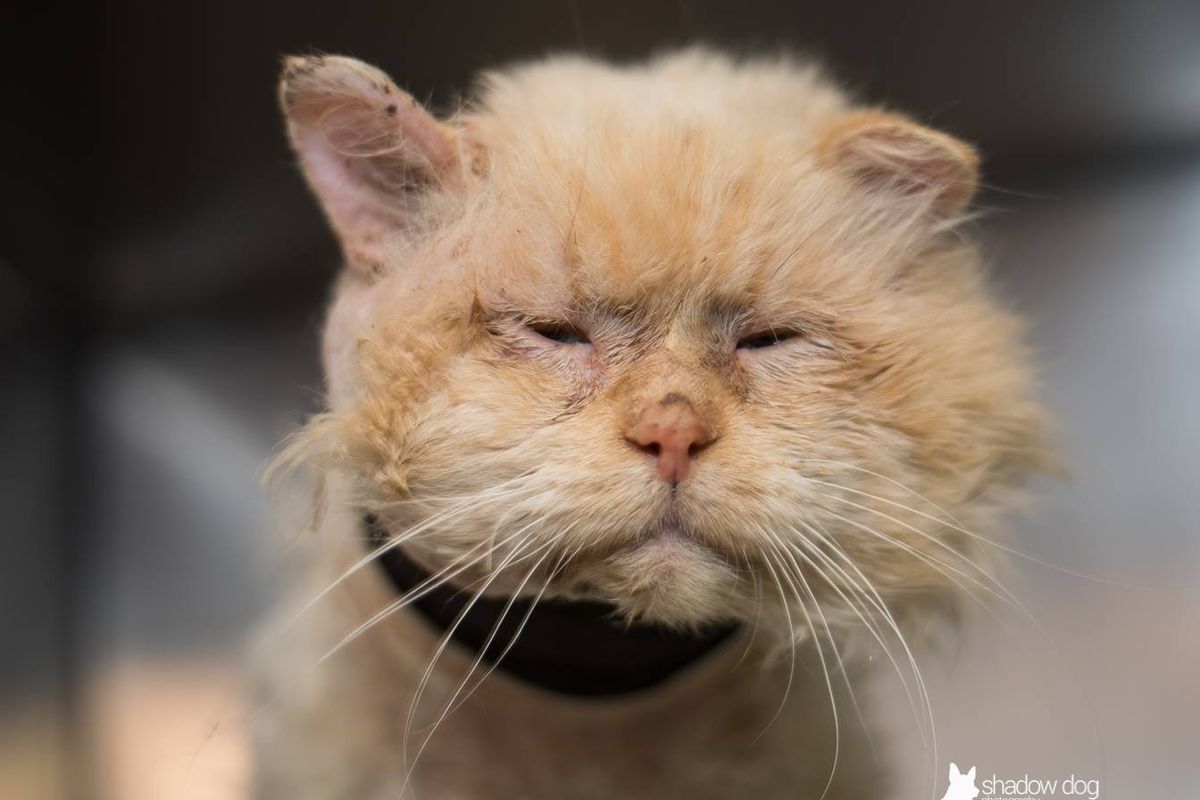 They Save Sad Shelter Cat and Turn His Frown Upside Down with Love... (with updates)