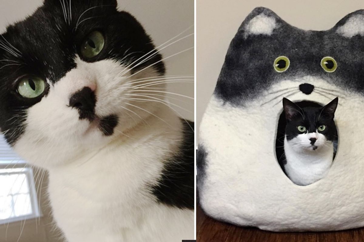 Cat Too Scared To Leave His Cave at Shelter Finds His Supurr Power After Woman Takes a Chance on Him…