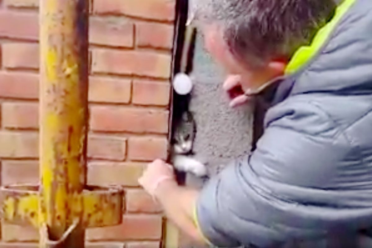 Man Finds Cat Stuck in Small Cavity So Chisels Wall of His Home to Free Her...