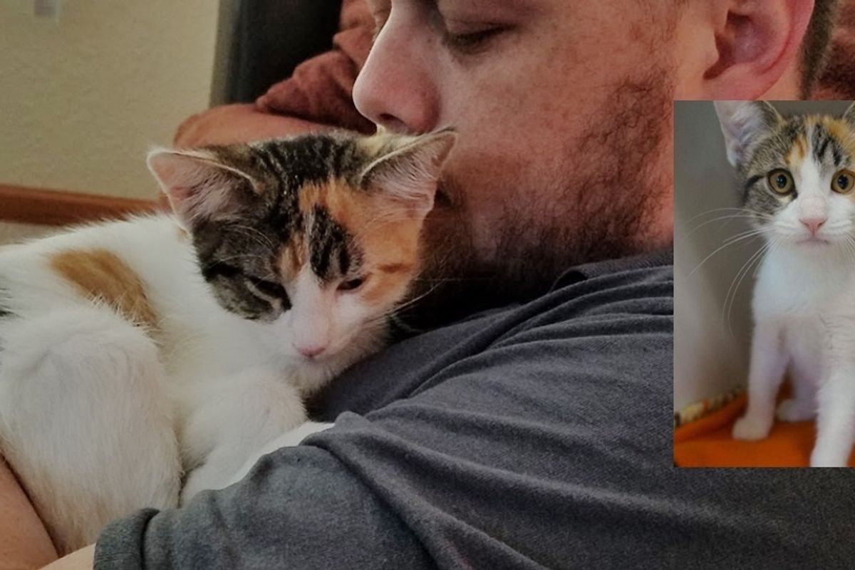 Shelter Kitten Finds New Human Dad She Loves And Won't Let Go...