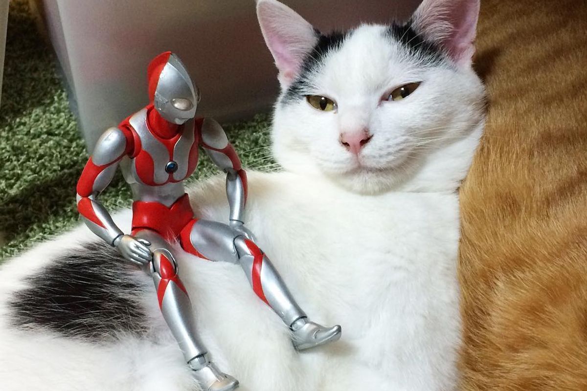 Shelter Kitty Saved by Family is Taken in By a Ginger Cat and His Unusual Friend..