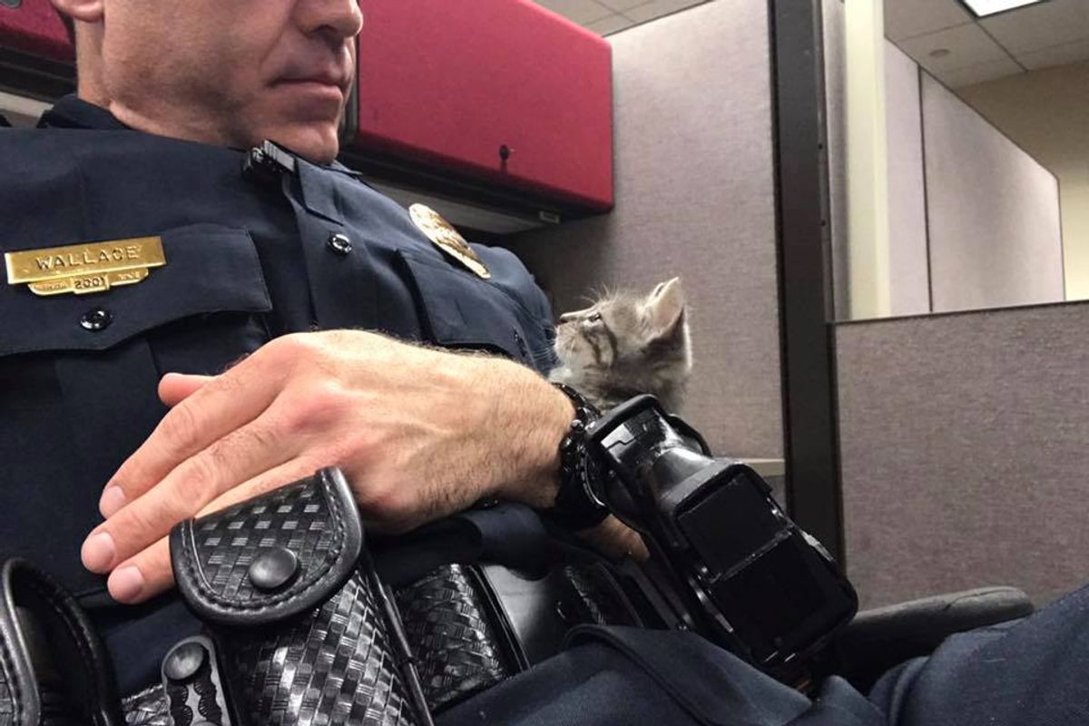 Man Cuddled Stray Kitten All Night So She Wouldn't Be Alone on Father's Day..