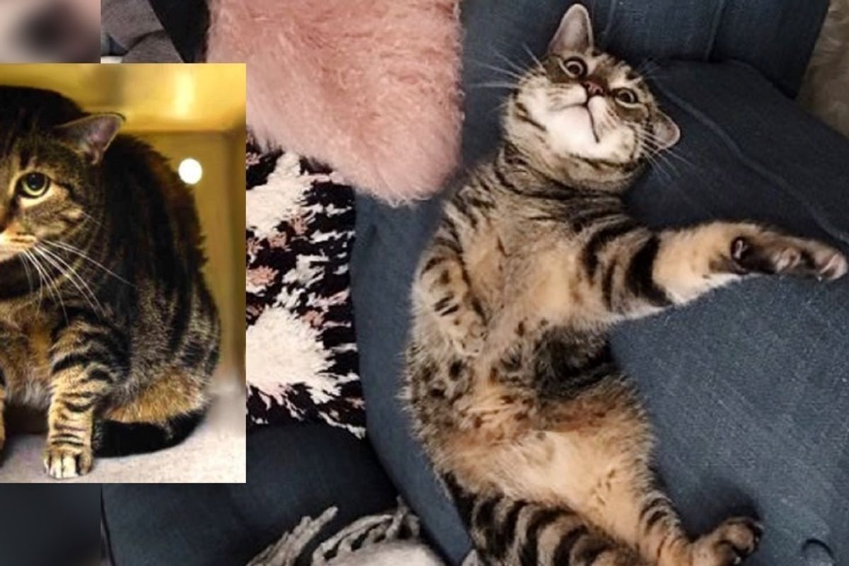 Woman Saves "Unadoptable" Shelter Cat Who Was Hiding in His Box, Three Weeks After Adoption...