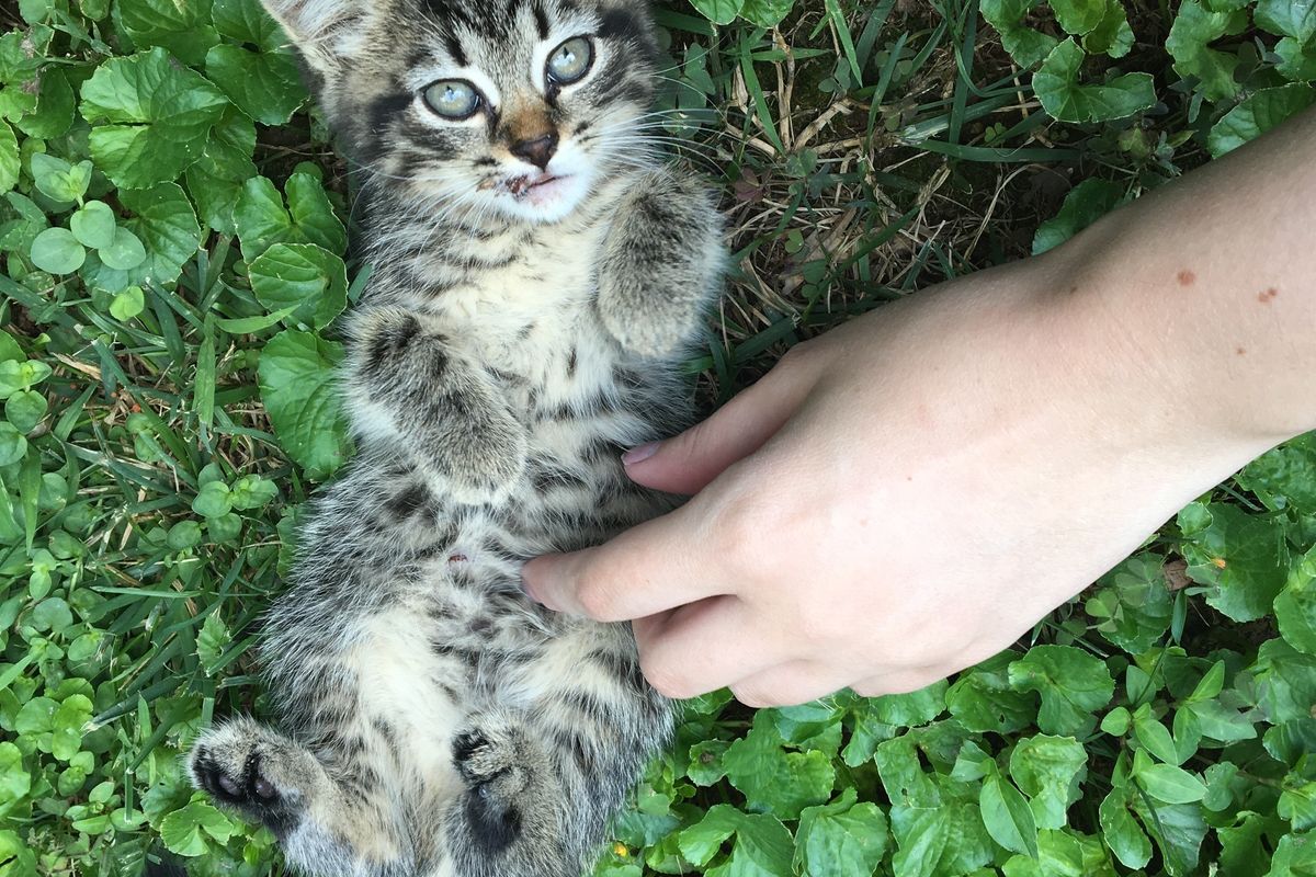 Stray Kitten Stops Humans on Dirt Road, Begging to Go Home with Them...