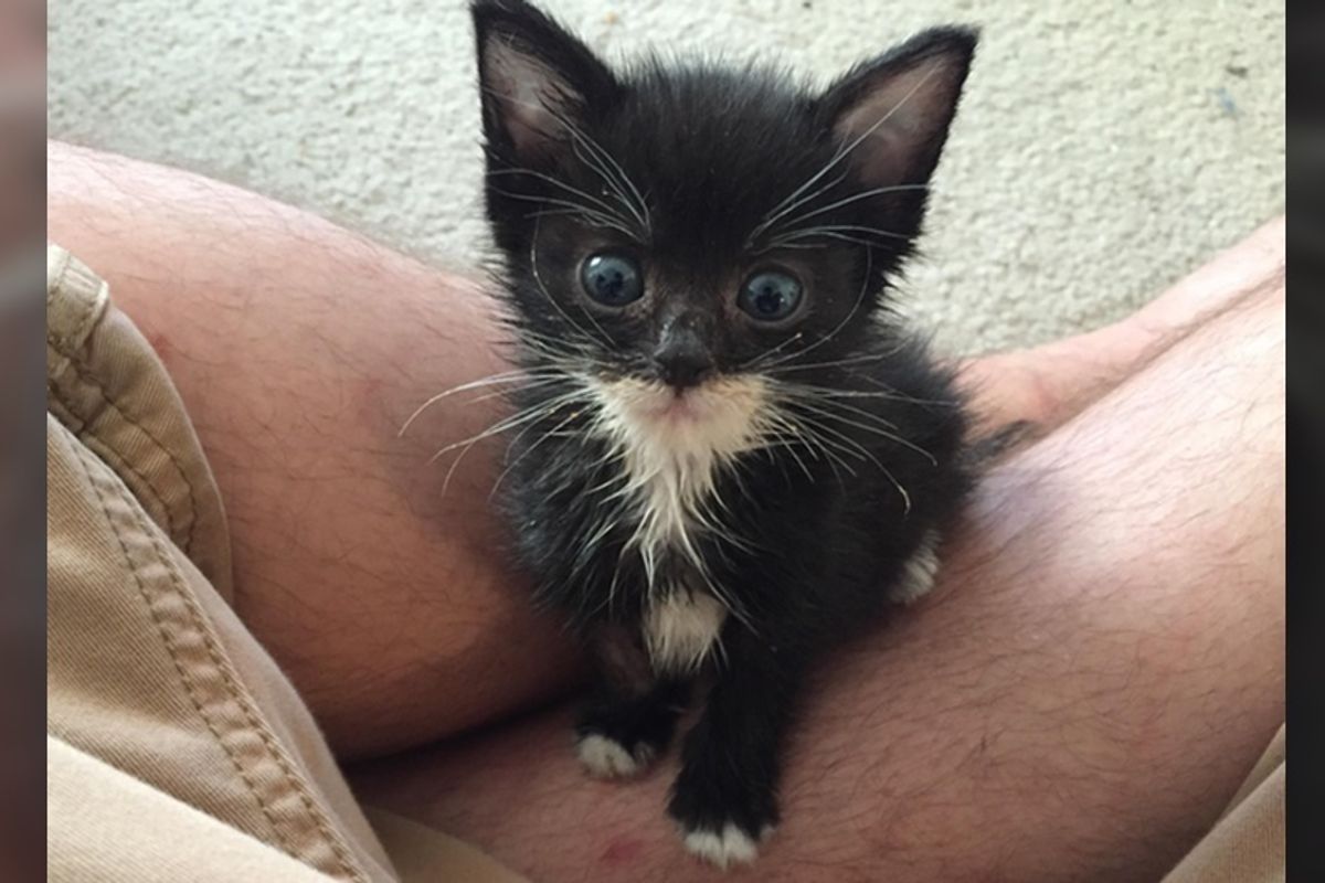 "Gave my whole paycheck to animal hospital to save this guy. Worth it!"