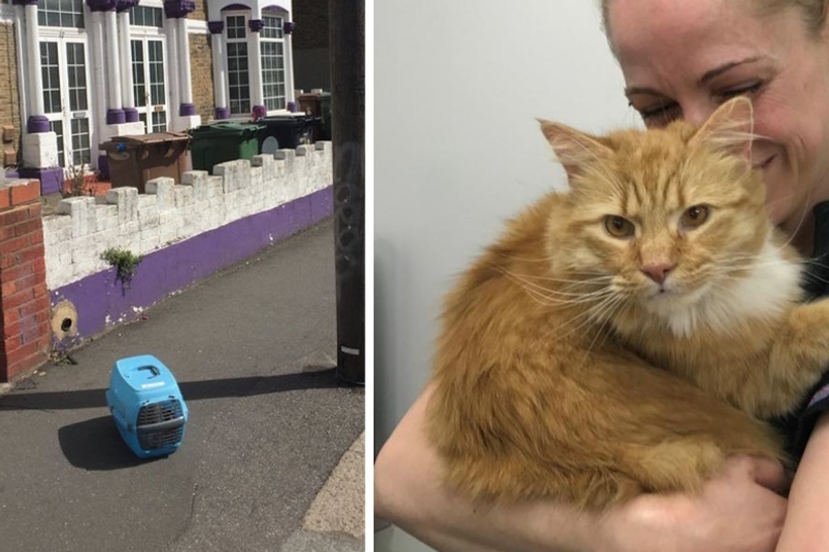 Cat Found On Street With His Belongings Meows to a Kind Person for Help...