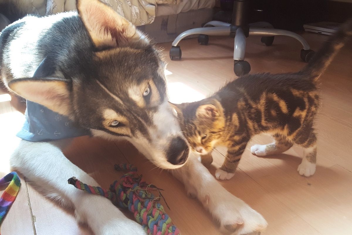 Kitten Helps Anxious Dog Find Comfort, Their Bond will Melt Your Heart!