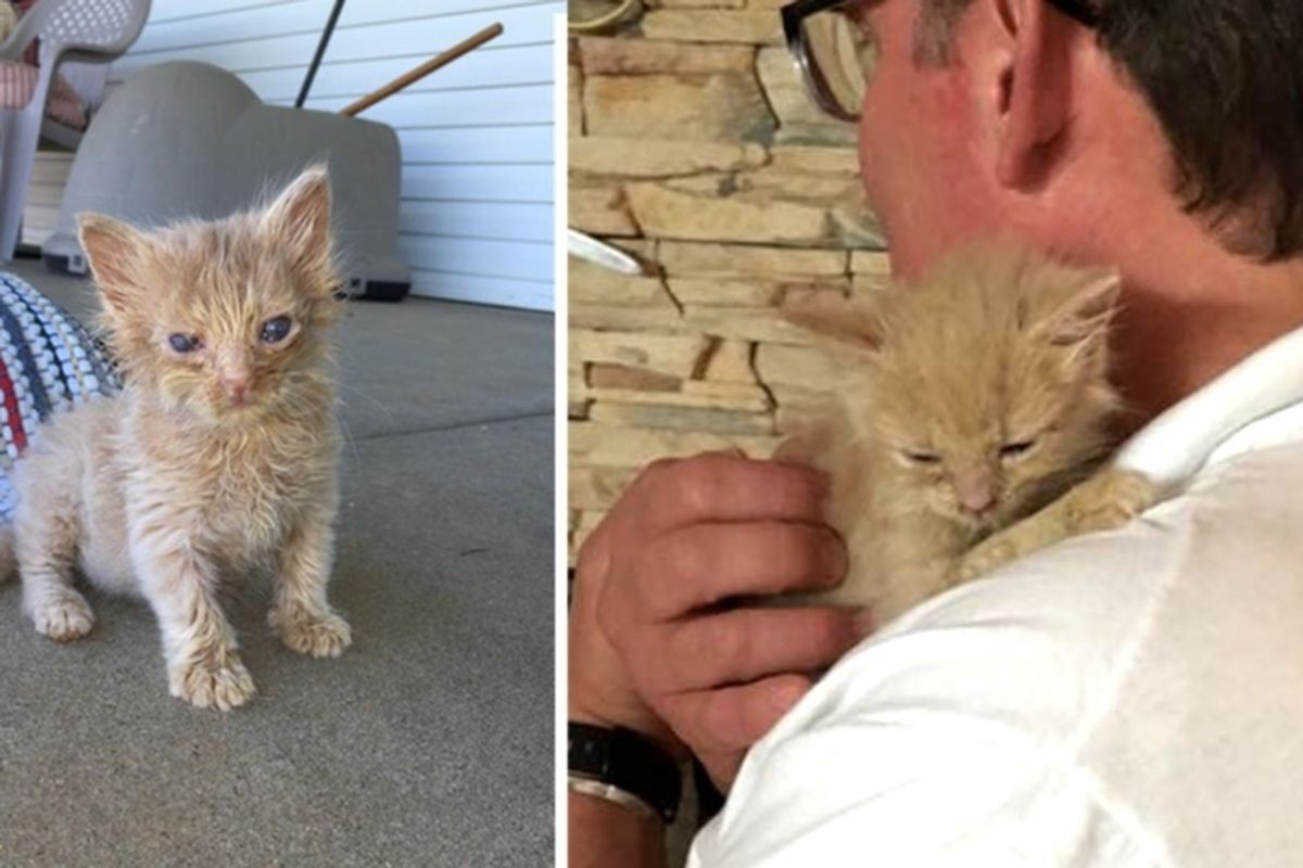Feral Cat Brings Her Kittens to Man that Fed Her for Help, Now a Year Later...
