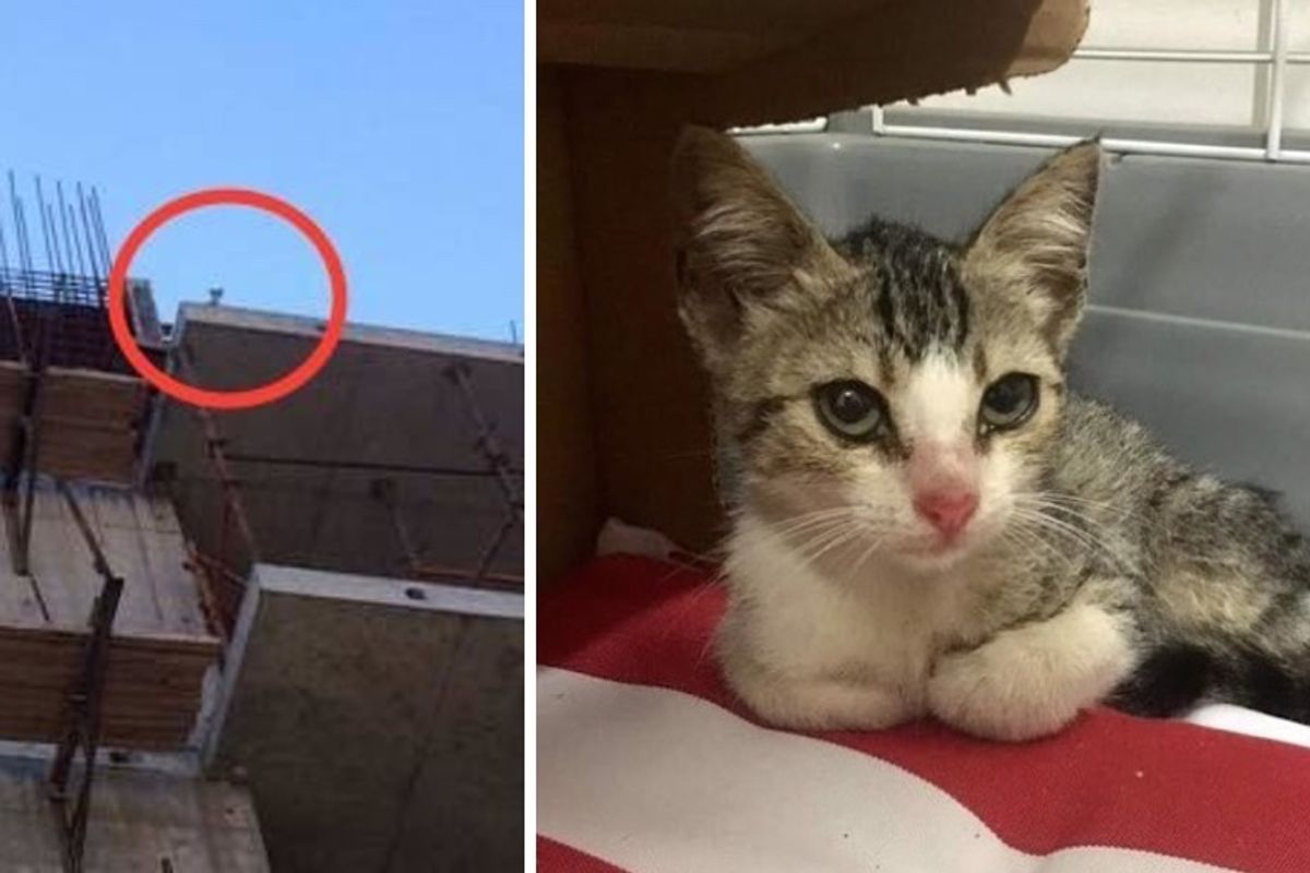Stray Kitten Stuck on Roof of Building Lost His Meow Calling for Help...
