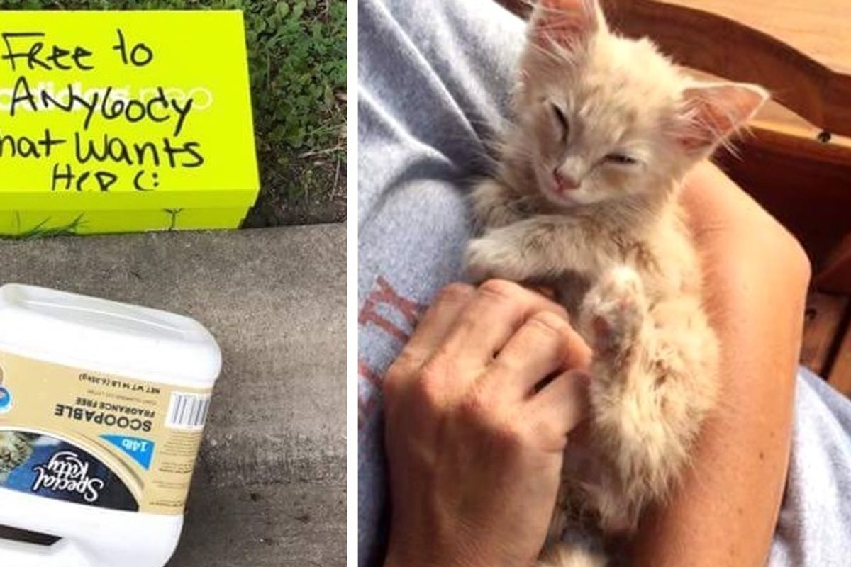 Kitten Found in Box with a Note Finds Love from People That Saved Him...