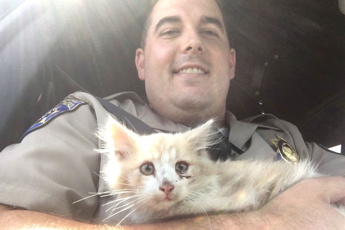 Kitten Found on Golden Gate Bridge Clings to His Rescuer After Being Saved...
