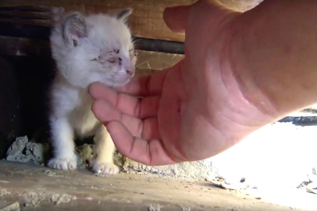Man Gets Under Stairwell to Save Kittens While Stray Cat Mama Watches from Distance...