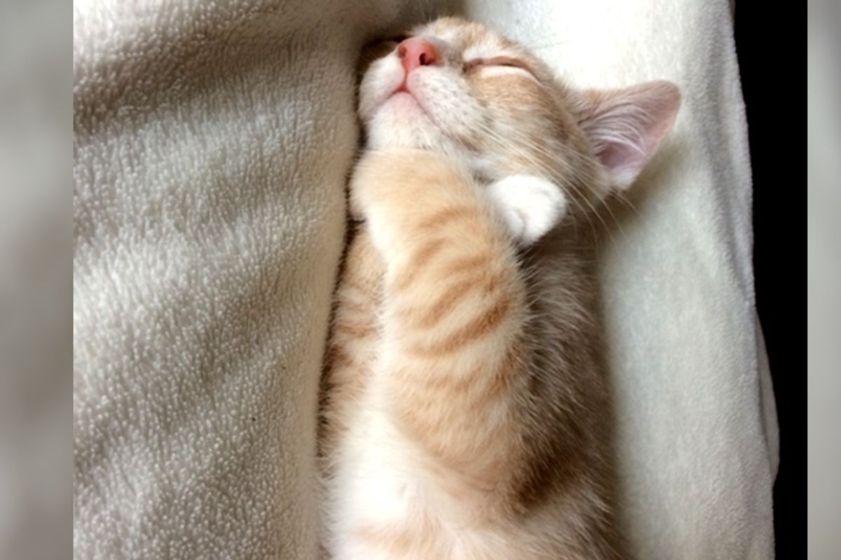 Woman Left Brokenhearted After a Relationship Finds the Purrfect Solution...