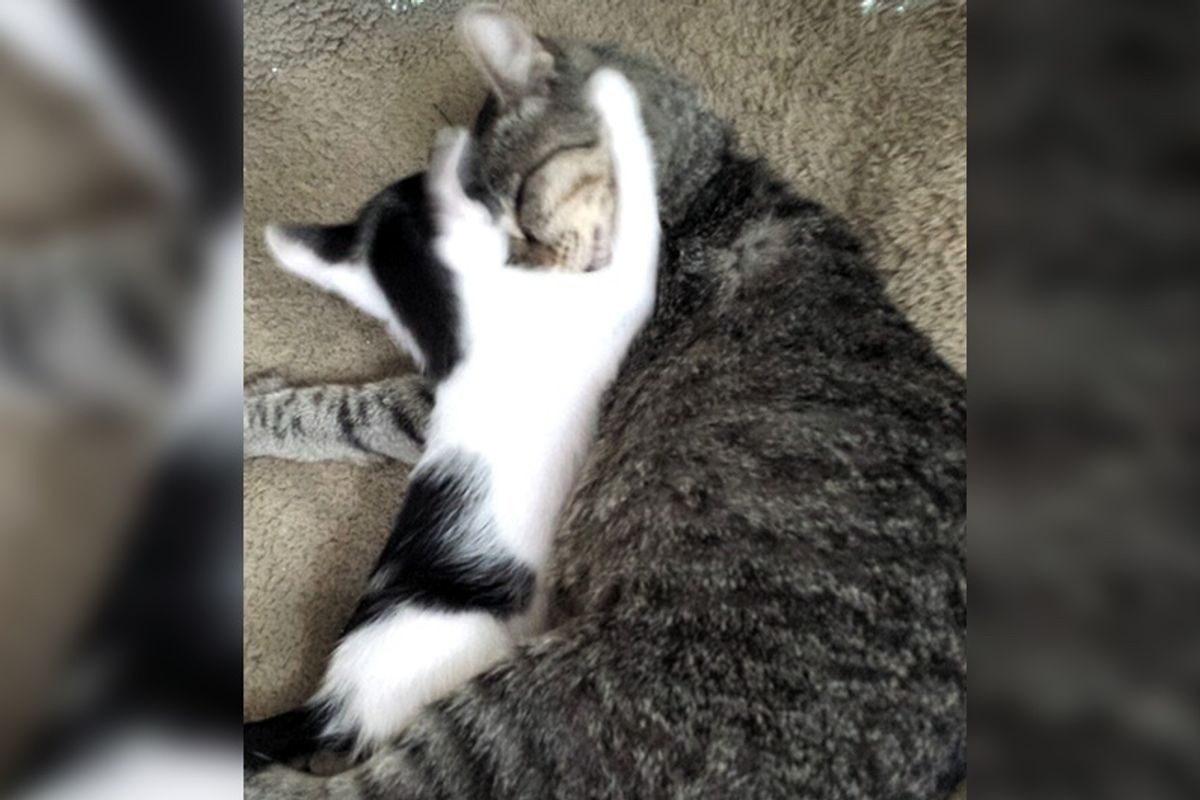 Cat Brings Home Tiny Homeless Friend and Decides She Is There to Stay...