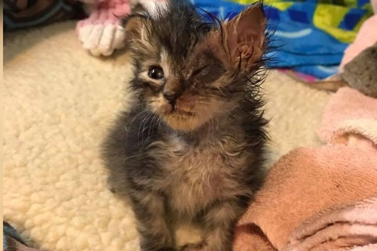 Kitten Found in Mailbox Gets His Beautiful Eye Back Through Love...