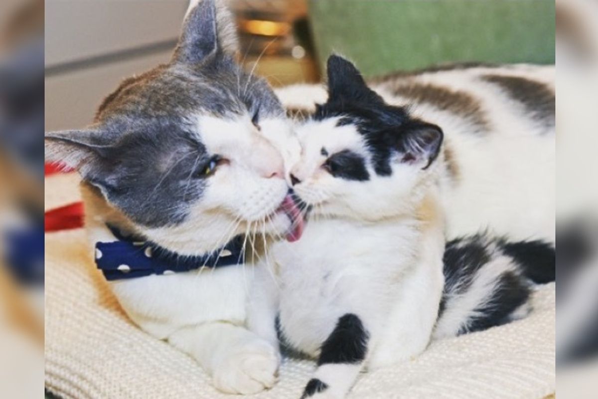 Male Cat Saved Over 25 Kitties and Raised Them As His Own...