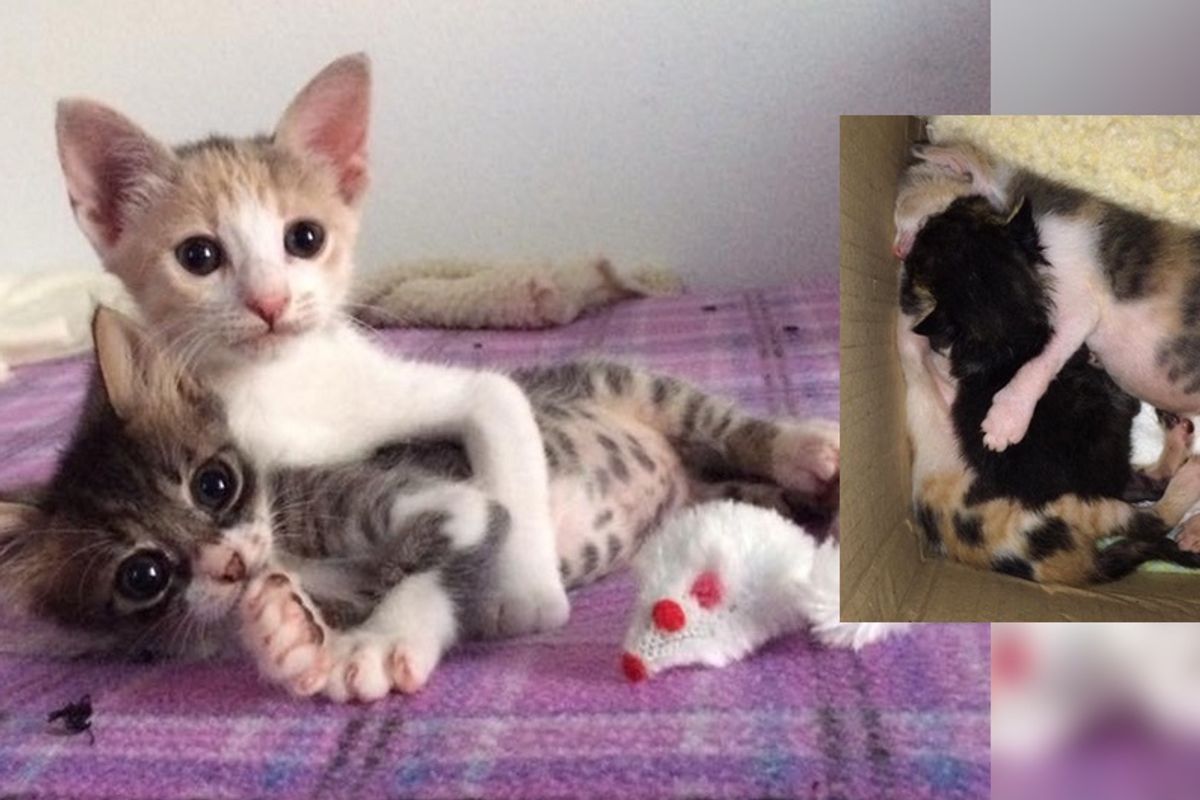 Sister Kittens Wrapped Around Their Little Brother and Save His Life...