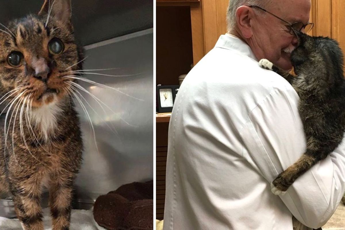 15-year-old Scraggly Shelter Cat Found Humans He'd Been Waiting for All His Life...