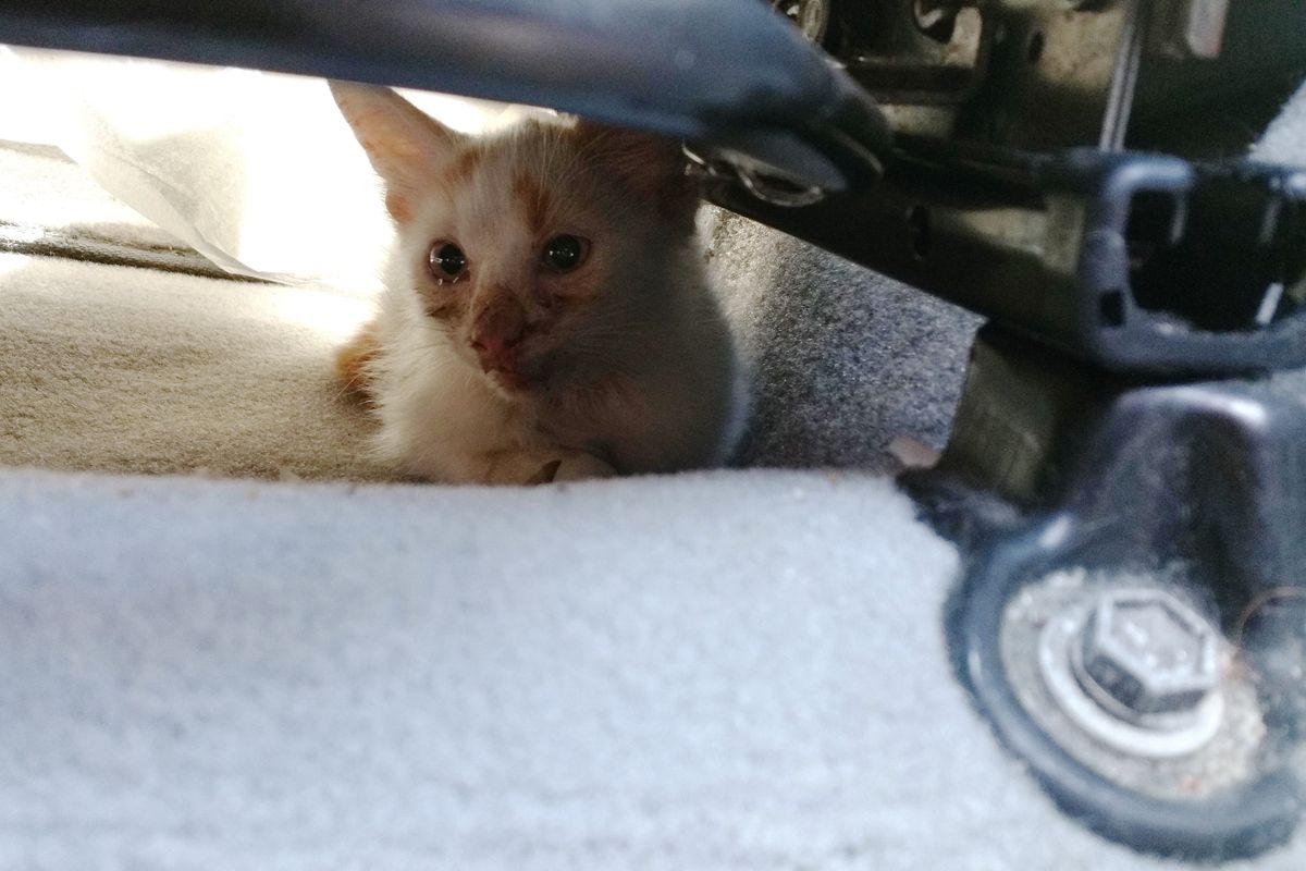 Man Does Everything To Win Over Skittish Kitten He Saved from Busy Street…