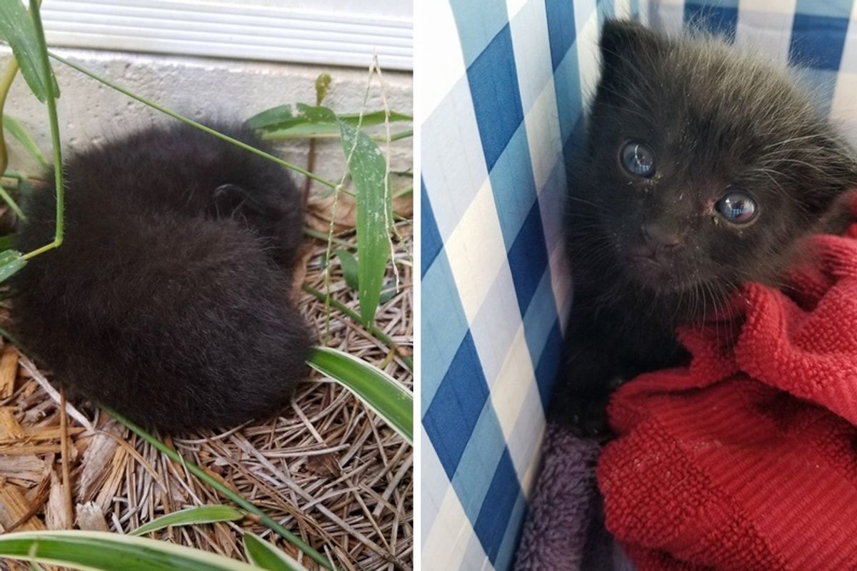Woman Finds Tiny Ball of Fluff In Rose Bushes, Chirping for Help...