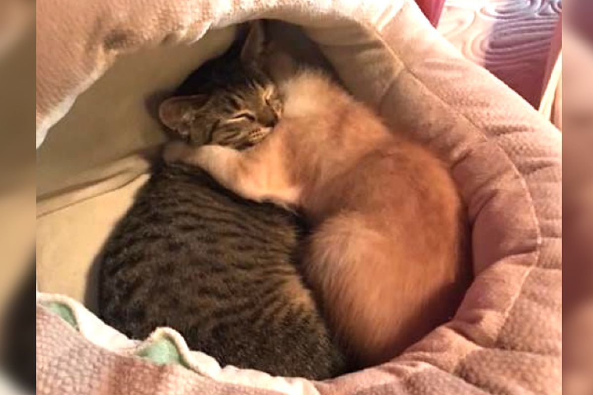 Kitten Cries After His Siblings Were All Adopted Finds Comfort From Another Kitten…