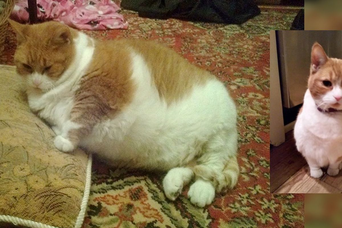 Senior Cat Shrinks Half Her Size and Finds Happiness After Being Saved from Sad Life...