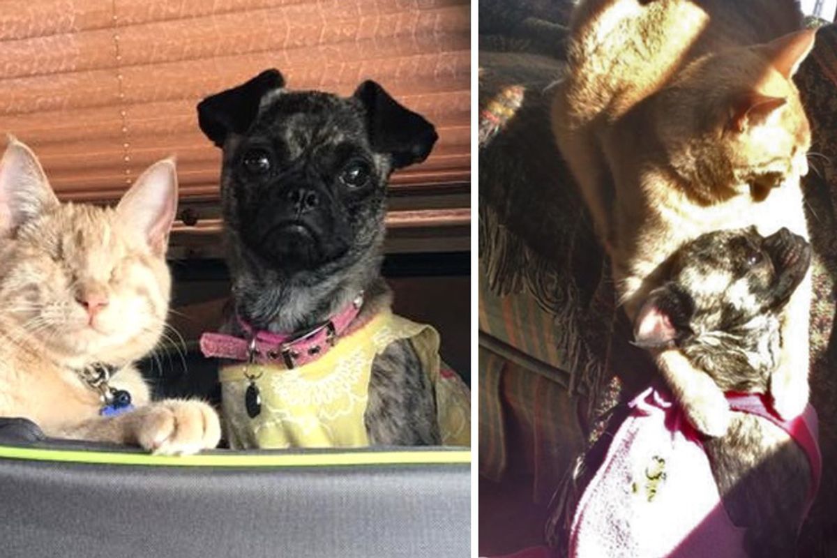 Blind Cat Becomes Guardian Angel to Disabled Dog and Helps Her Find Courage...