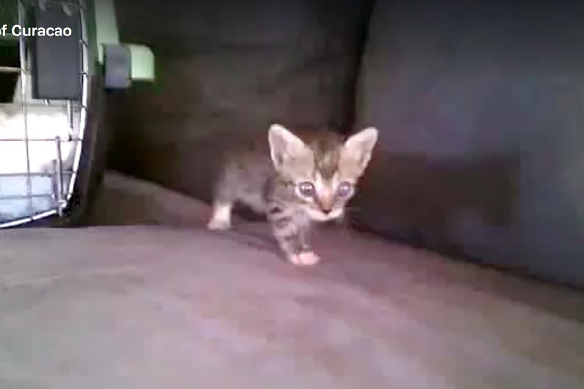 Man Saves Kitten From Drowning and Finds Her Help While Others Walk Away...