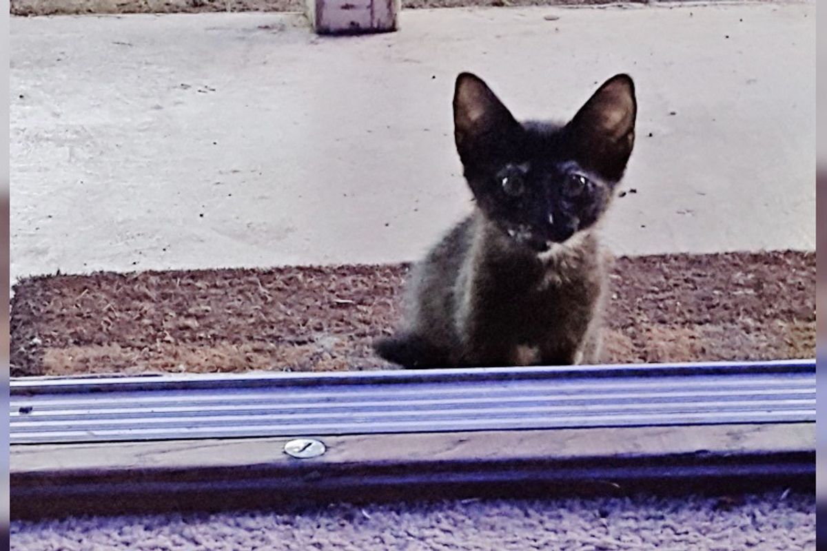 Woman Opens Door to A Tiny Surprise Waiting For Her on Her Doorstep Asking to Be Let In...