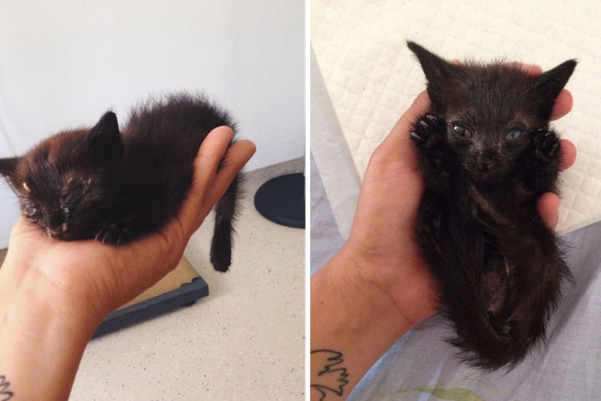 Woman and Her Dog Rescue Kitten Abandoned in Bushes, What a Difference 2 Days can Make!
