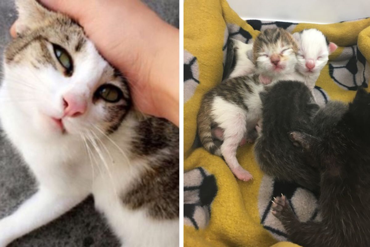 Stray Cat Finds Help to Save Her Own Babies and Rescues Two Tiny Orphans...