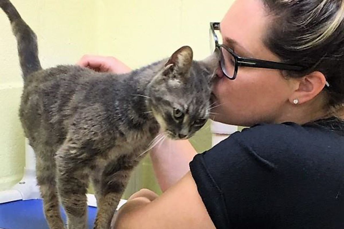 Cat Abandoned at 14 Walks Up to Woman Asking Her to Be Her Forever Human...