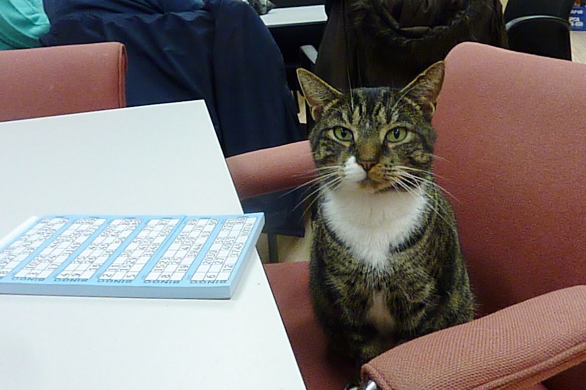 Cat Decides to Be Doorman for Shelter After No One Claimed Him, Now Five Years Later...