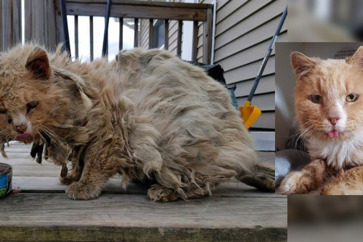 Cat Found Covered in Matted Fur Wandering Outside Completely Transforms in One Day...